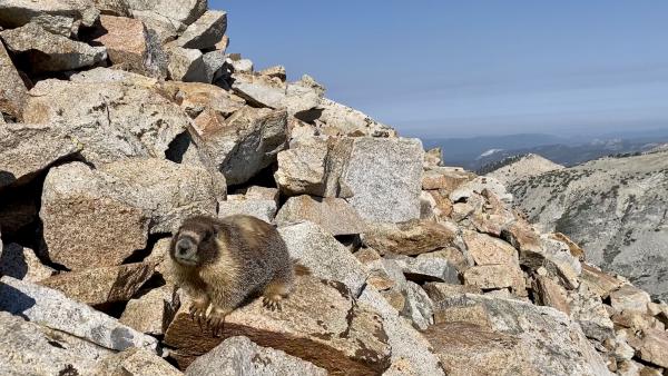 A visiting marmot