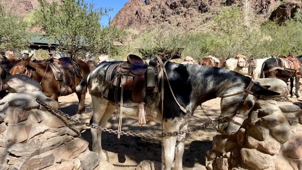 burros at the Phantom Ranch