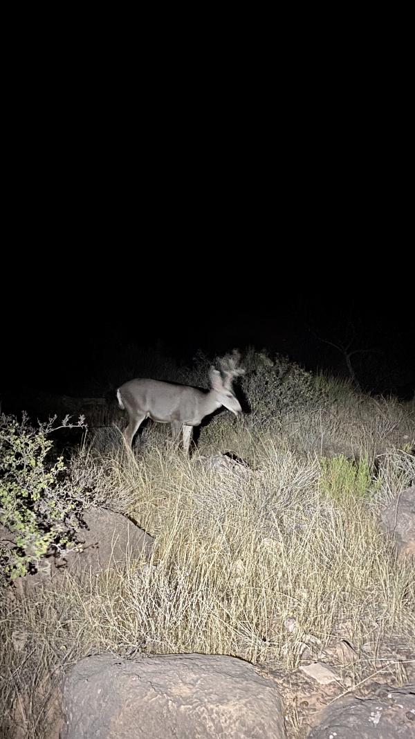 A deer illuminated by Chris's headlamp