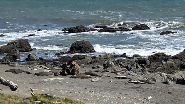 Elephant seals sleep on a beach next to a rusted piece of metal