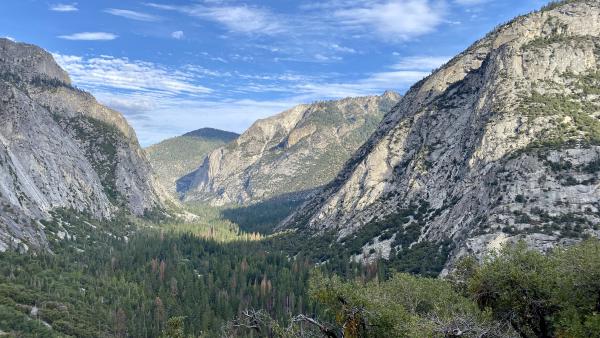 A mountain canyon lined with trees