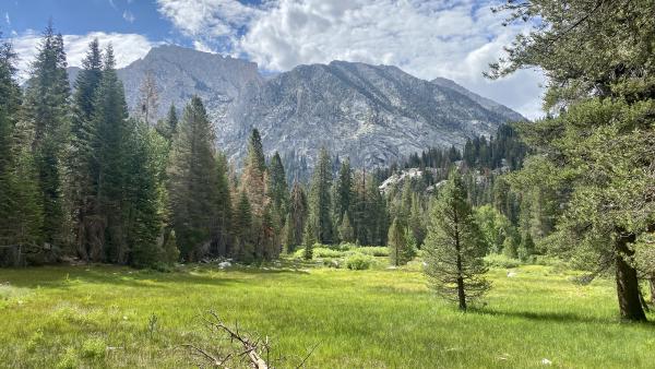 A high alpine meadow