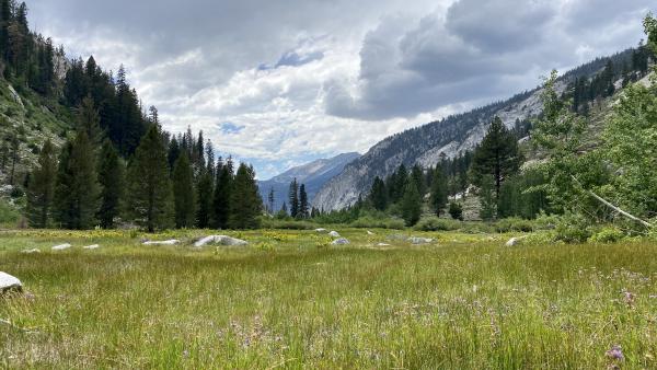 A high alpine meadow